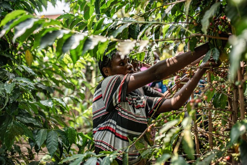 A woman harvesting coffee in Miti (South Kivu). TCC cooperative. © CongoAgri Platform