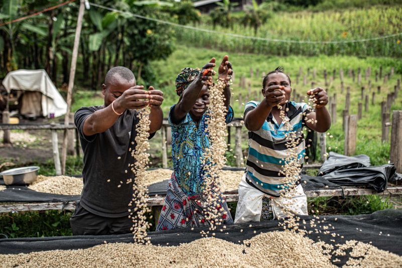 Members of the Muungano cooperative drying coffee at a washing station in South Kivu. © CongoAgri Platform