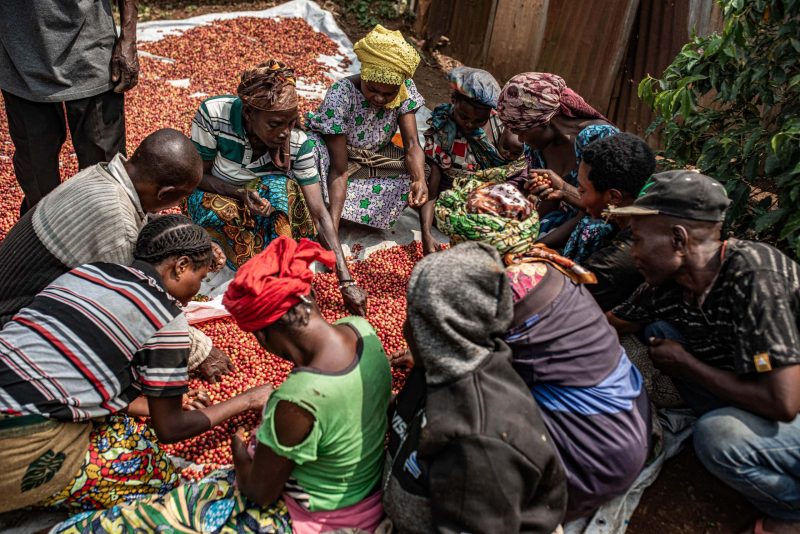 Members of the OLAME cooperative sorting coffee cherries on the island of Idjwi in the DRC. © CongoAgri Platform